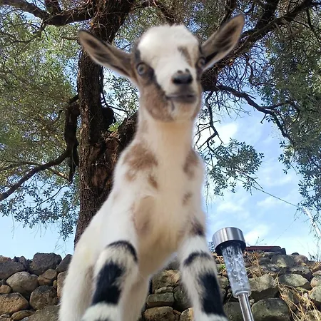 A Ca Du Giaba Apartmán