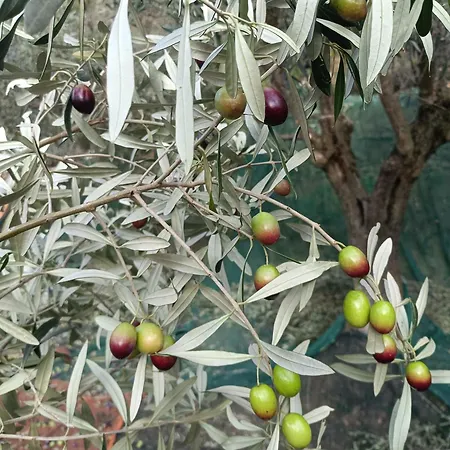 A Ca Du Giaba Appartement *