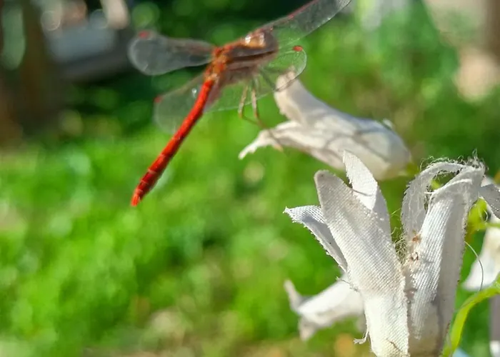 A Ca Du Giaba Cisano sul Neva