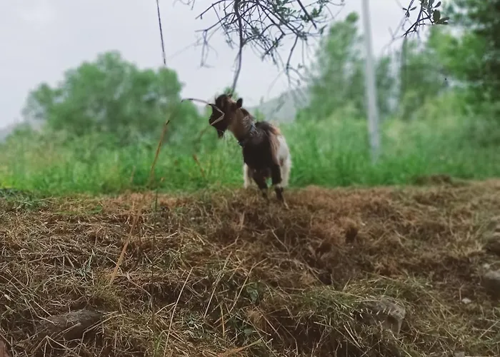 A Ca Du Giaba * Cisano sul Neva