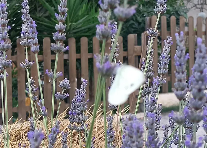 A Ca Du Giaba * Cisano sul Neva