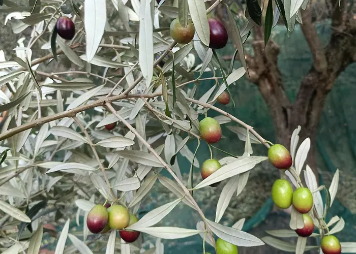 A Ca Du Giaba Appartement *